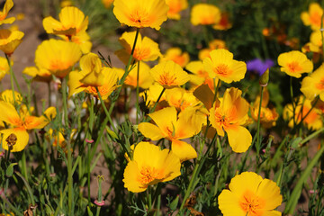 Orange California poppy flowers in a garden.