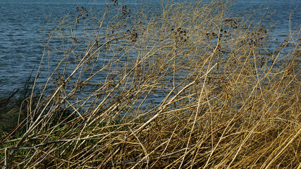 Broussailles dans les dunes de l'ile d'Oléron