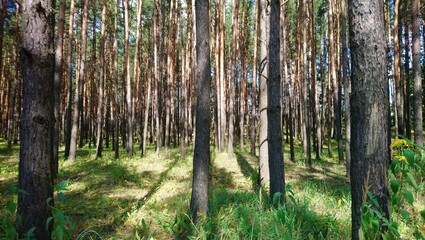 Naklejka premium forest in spring