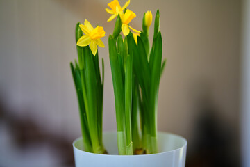 Daffodils blooming in a pot                               