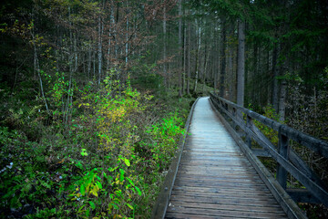 Obraz premium Ein Wanderweg auf einer Holzbrücke zum Schutz der Natur führt in den Bergwald 