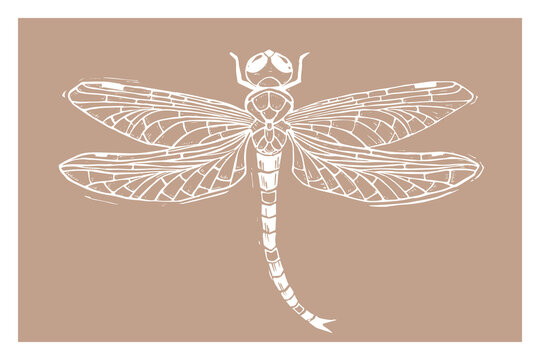 Sketch dragonfly silhouette stencil for decoration design print laser cut stamp. Vector paper art illustration. Vector paper cut card. Graphic element. Contour symbol.