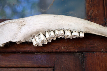 Sheep or goat jaw. Aged teeth bones.