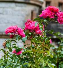 pink roses blooming in garden in summer