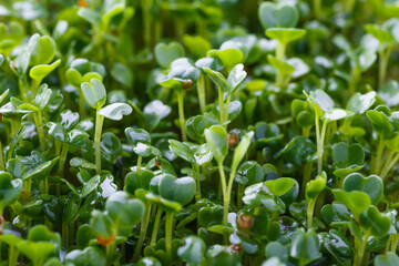 Fototapeta premium The microgreen in plastic trays for planting young plants. healthy food concept.