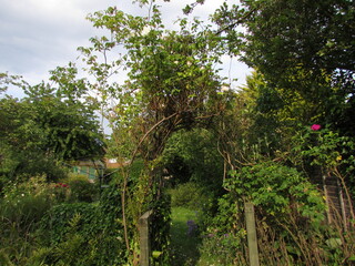 Overgrown garden