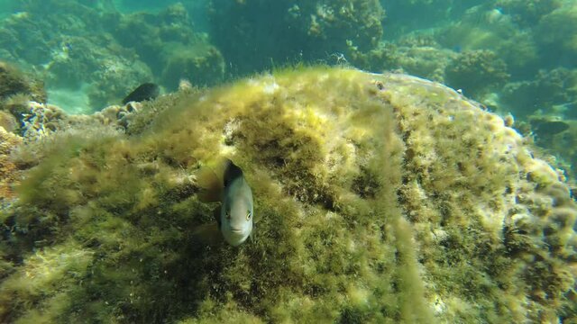 縄張りを守る魚と目が合う水中動画