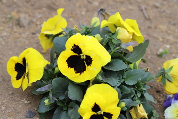 早春の花壇に咲く黄色とこげ茶色の複色のパンジーの花