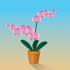 A pink Orchidaceae plant in a terracotta pot