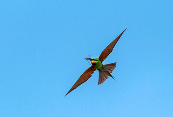 bird in flight, The blue-cheeked bee-eater is a near passerine bird in the bee-eater family,...