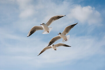 Beautiful white seagulls soar and fly with large spread wings against a background of blue sky and clouds.