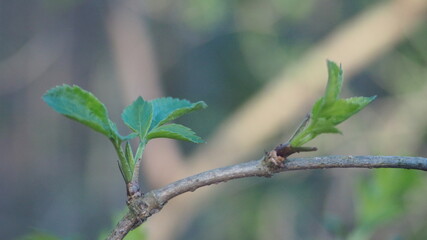 Austrieb m Frühling Holunder