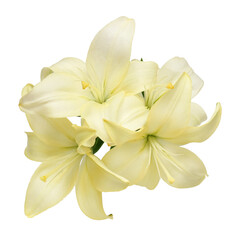 yellow lily fower isolated