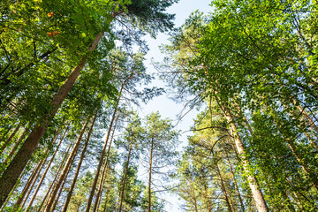 Scenic view of very big and tall pines in the summer forest. Pure nature.