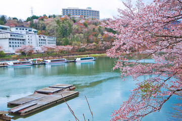 Sakura full bloom in Enakyosazanami Park, Gifu prefecture, Japan.