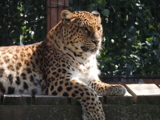 close up of a leopard