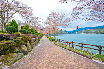 Sakura full bloom in Enakyosazanami Park, Gifu prefecture, Japan.