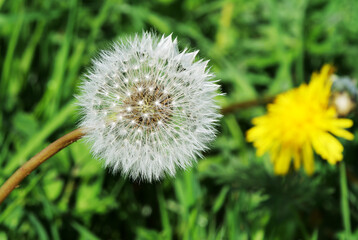 Dandelion seed in the countryside