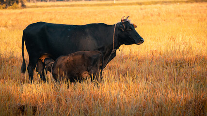 Young calf drinking mothers milk in the evening paddy field while mother cow watchful of surroundings. one of nature's beautiful sightings. mothers unlimited love and care for their baby concept.