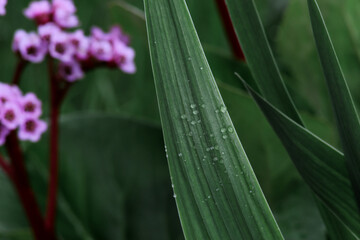 Obraz premium water drops on a leaf