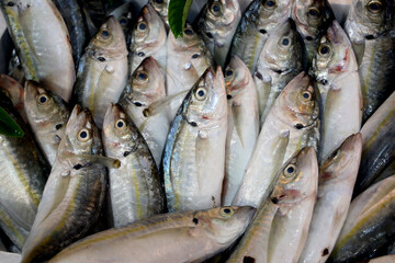 Fototapeta premium horse mackerel fish on fish market