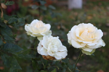 white and yellow roses