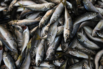horse mackerel fish on the fish market