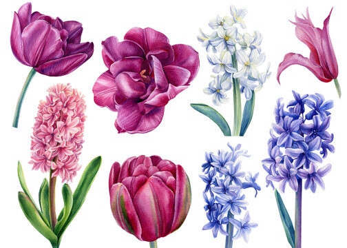 Set flowers hyacinths, clematis, tulips on a white background, watercolor illustration, botanical painting