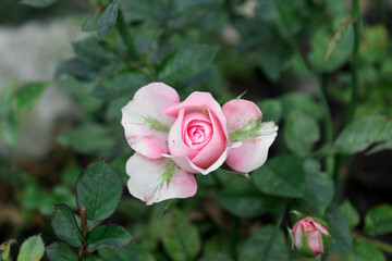 pink rose in garden