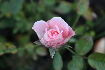 pink rose