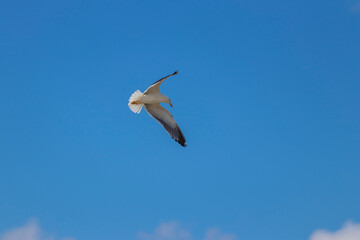 Seagull in flight Fornebu Norway. High quality photo
