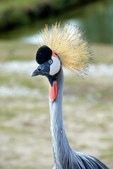 Grue couronn&eacute;e &agrave; Thoiry