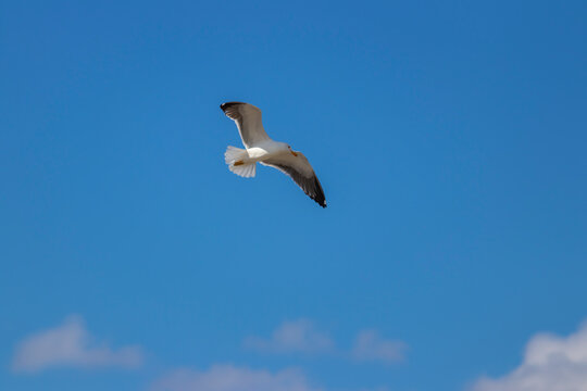 Seagull in flight Fornebu Norway. High quality photo