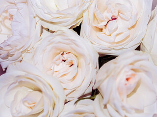 White roses