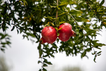 pomegranate on tree