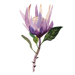 Hand drawn watercolor protea. Spring flowers. Design element.