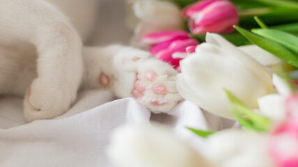 Fototapeta na wymiar The cat lies near a bouquet of flowers Tulips on white cloth background with copy space. Flat lay, top view. Minimal floral mock up concept. Easter, Birthday, Happy Women's Day postcard