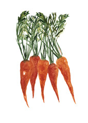Hand drawn watercolor illustration of carrots. Design element, web, icon, symble.