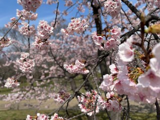 blossom