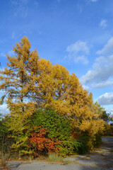 Fototapeta premium Autumn park with colorful woody group. Yellow larch trees and different bushes with green and red foliage