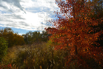 Autumn landscape near the city. Tree with bright red foliage.