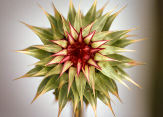 Thistle blossom in meadow in the Rocky Mountains