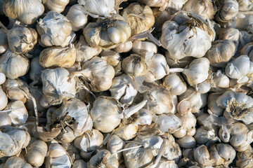 fresh garlic. fresh garlic background. Ripe fresh garlic. fresh garlic in market
