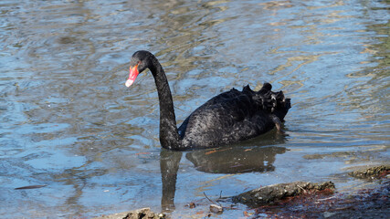Fototapeta premium (Cygnus atratus) Schwarzschwan oder Trauerschwan auf einem Süßwassersee