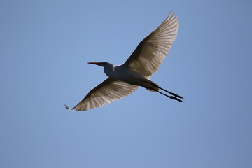 Dans les ailes