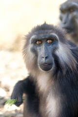 Macaque de Tonkean à Thoiry