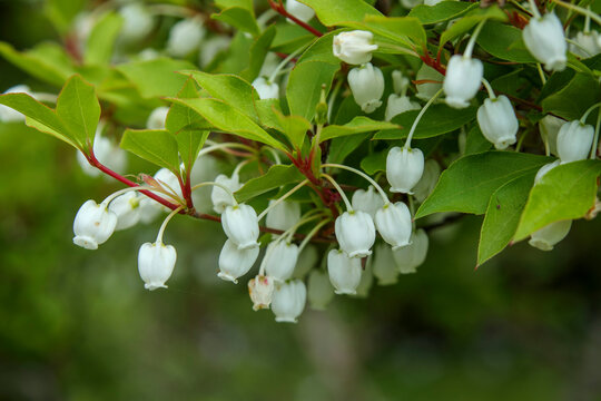 ドウダンツツジの釣り鐘のような小さな白い花