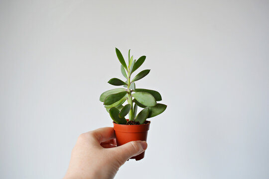 Hand holding senecio crassicaulis blue-grey house plant in brown pot over white	