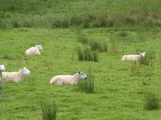 Fototapeta na wymiar sheeps resting in green grass on farm in ireland