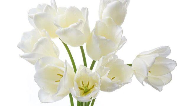 Beautiful white tulip flower background. White tulips on white background, close-up. Holiday bouquet. Wedding backdrop, Valentines Day, Easter, Birthday concept.